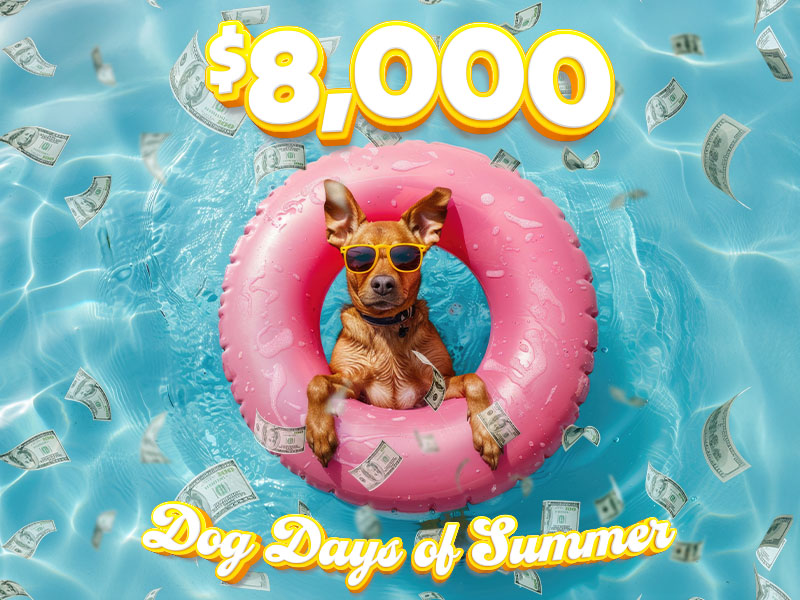 $8,000 Dog Days of Summer